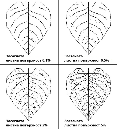 Черна ръжда, степени на засягане