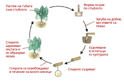 Стадии на сухо стъблено гниене 